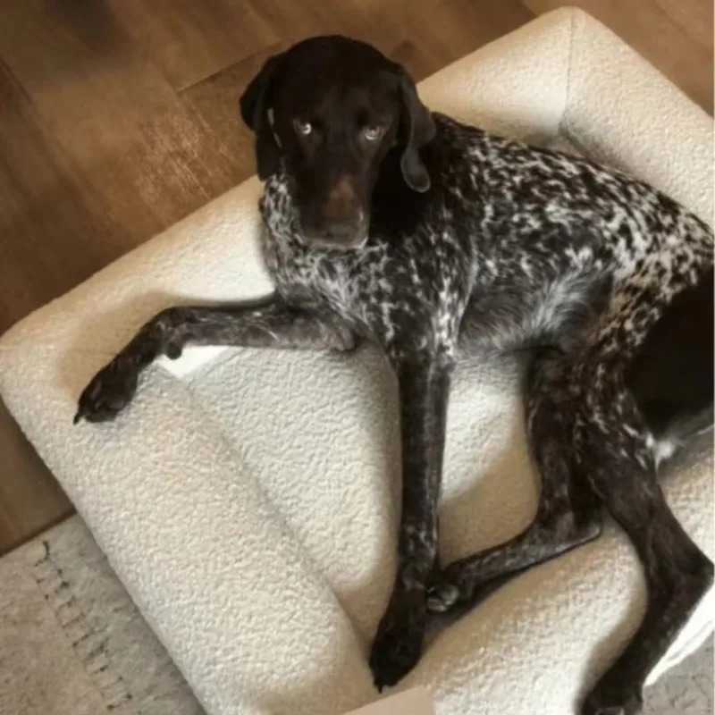 Evcil hayvan yatağı Toptan Öze - Orthopedic Memory Foam Dog Bed Washable incelemesi ve fiyatı