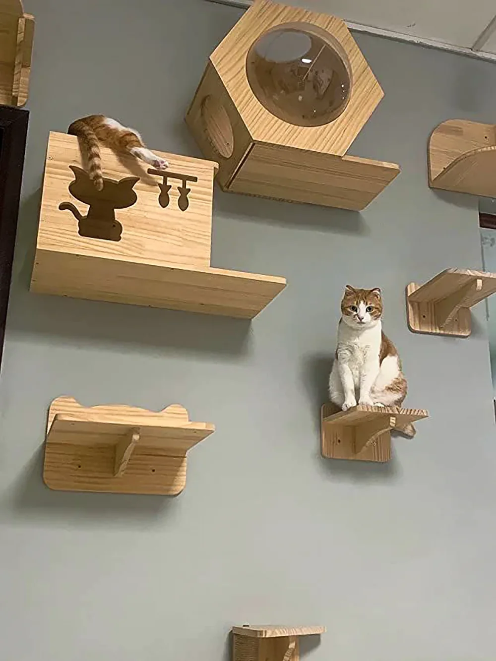 Duvara Monte Edilebilen Kedi A - Cat Wall Climbing Shelves Hammock Wooden incelemesi ve fiyatı